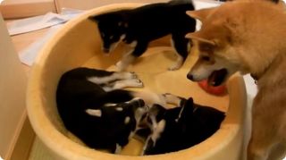 かわいい犬の動画 黒柴犬の子犬たちとママ柴犬